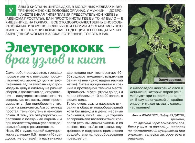 Можно ли пить при онкологии. Травы при гиперфункции щитовидной железы. травы при онкологии груди. травы при щитовидке при гипертиреозе. мокрец для щитовидки.