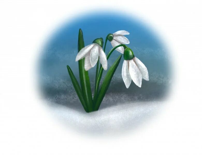 Подснежники. Рисование подснежники. Картинка подснежник для детей в детском саду. Стебель подснежника. Подснежники рисунок.