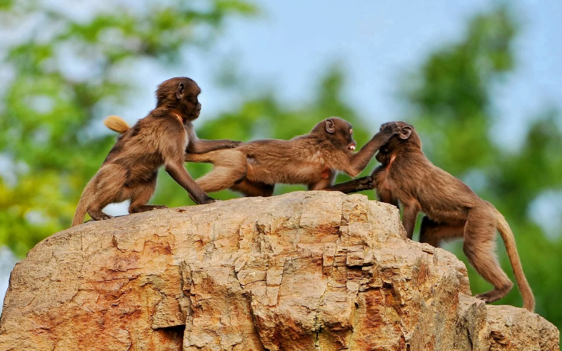 After monkeys