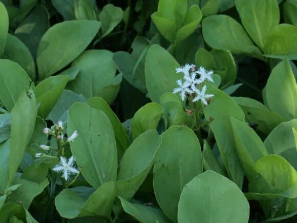 Вахта трехлистная, или Трифоль (Menyanthes trifoliata)