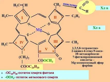 Синтез хлорофилла в растениях