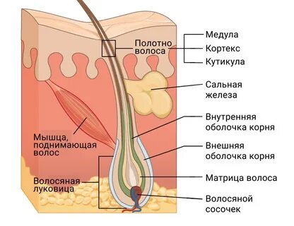 Волосяная луковица волосяная фолликула