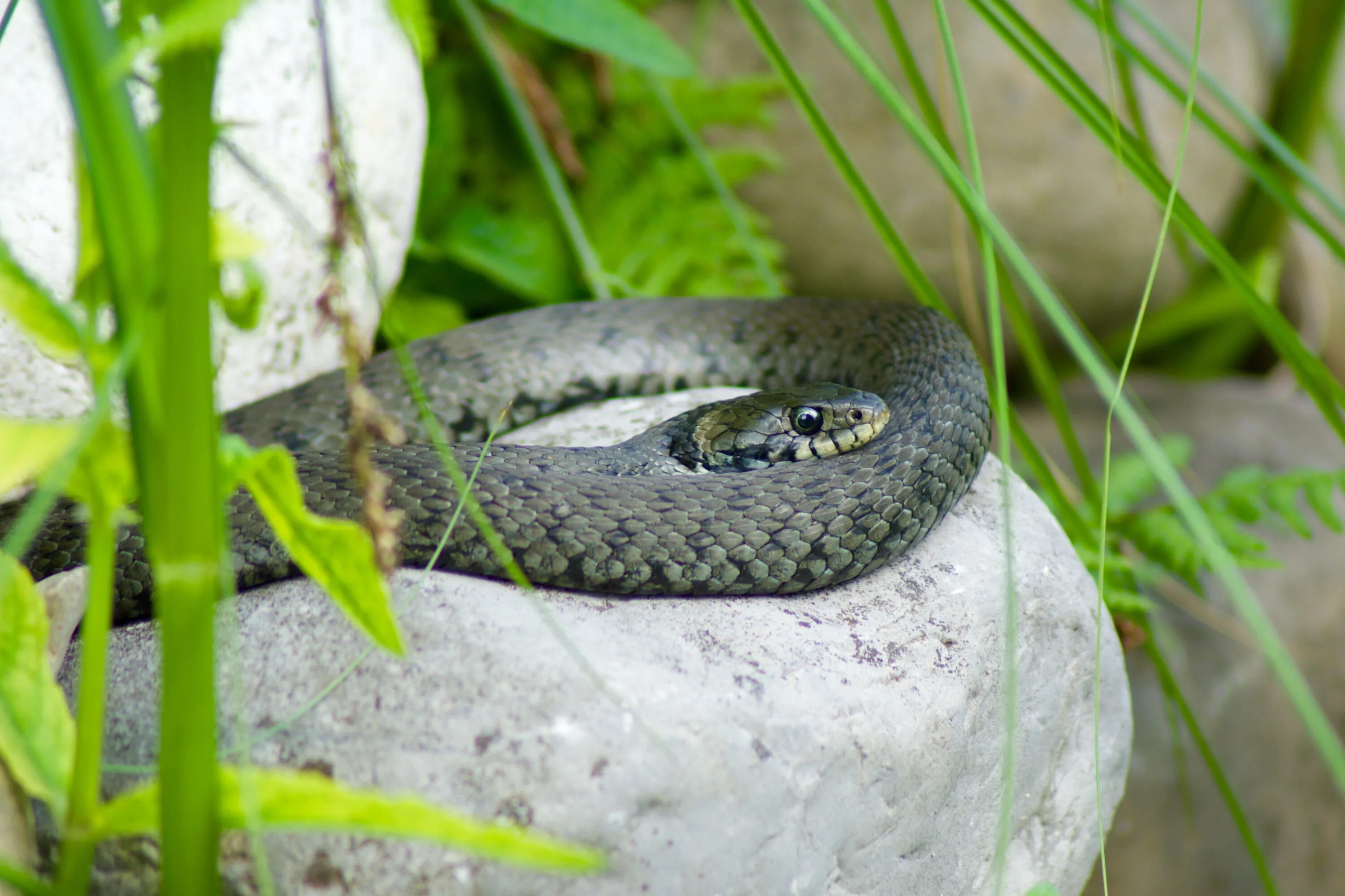 Grass snake. Обыкновенный уж. Змея уж обыкновенный. Змея на Камне. Змея на камушке.