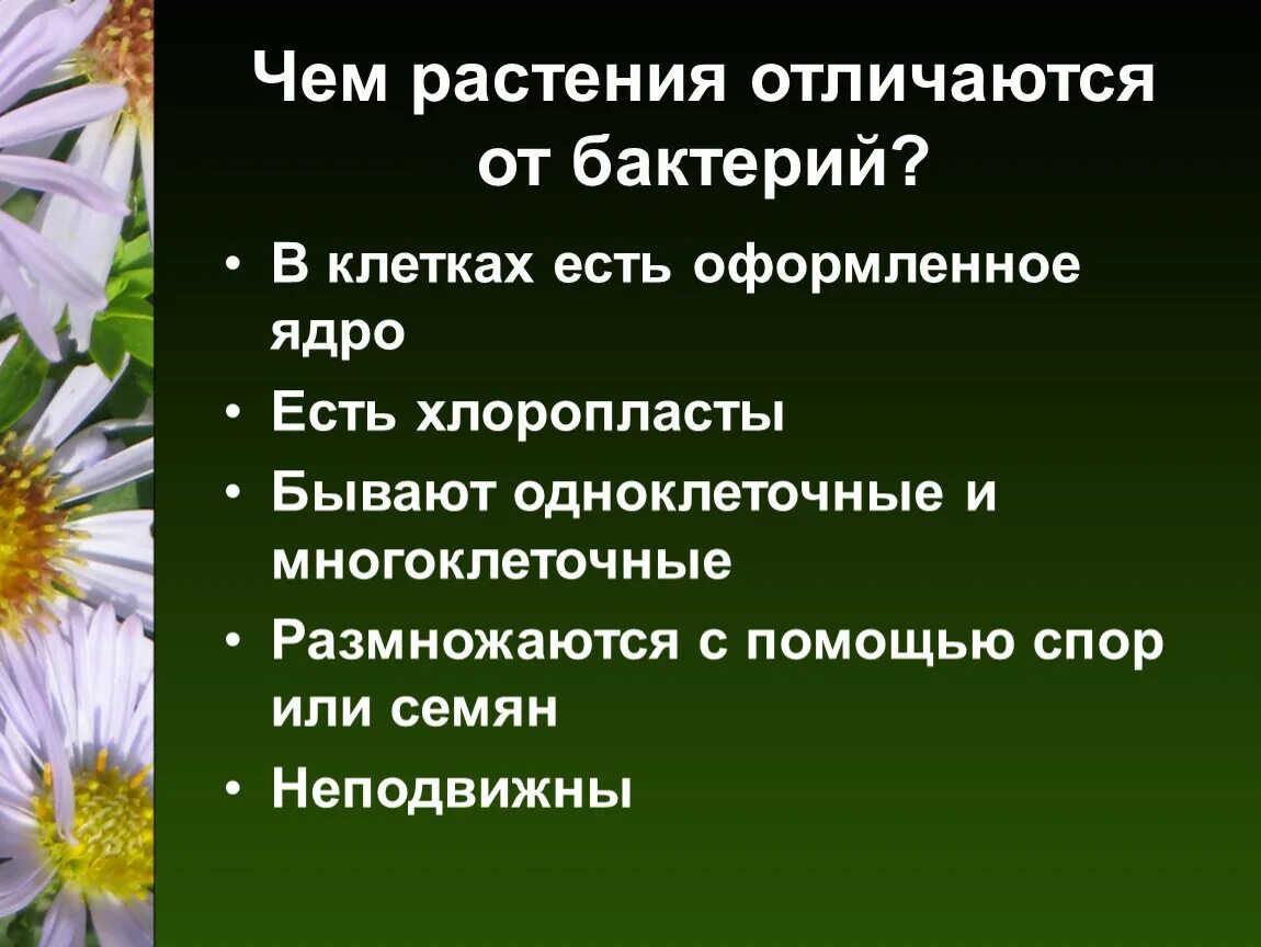 Как отличить растения. Отличие бактерий от растений. Чем бактерии отличаются от растений. Чем отличаются растения. Царство растений 5 класс биология.