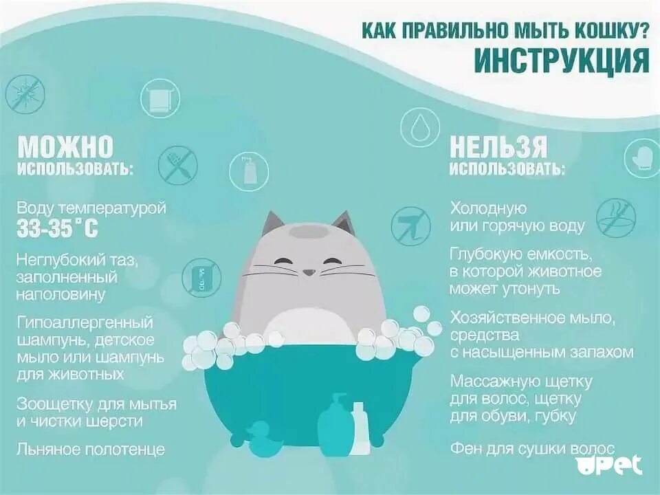 Температура воды для кошек. Как правильно мыть кошку. Как правильно помыть кошку. Помытая кошка. Инфографика кошки.