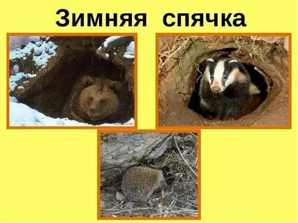Крыса впала в спячку