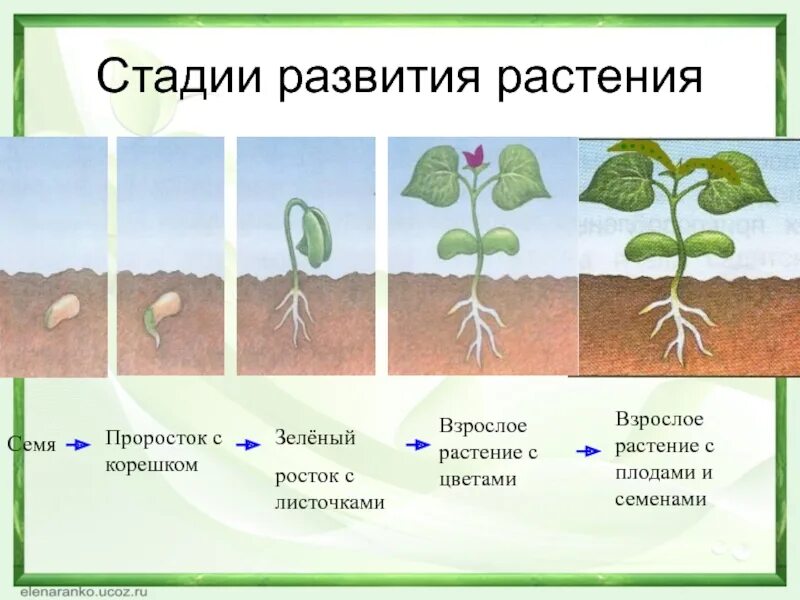 Периоды индивидуального развития растений. Развитие растений. Стадии роста растений. Схема роста растения. Семя проросток взрослое растение.