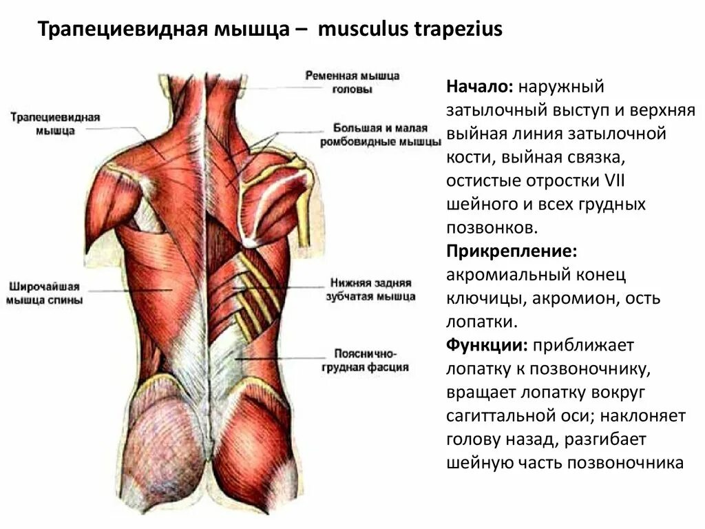 Трапециевидная функция. Мышцы спины строение и функции анатомия. Топография трапециевидной мышцы. Широчайшая мышца спины прикрепление.