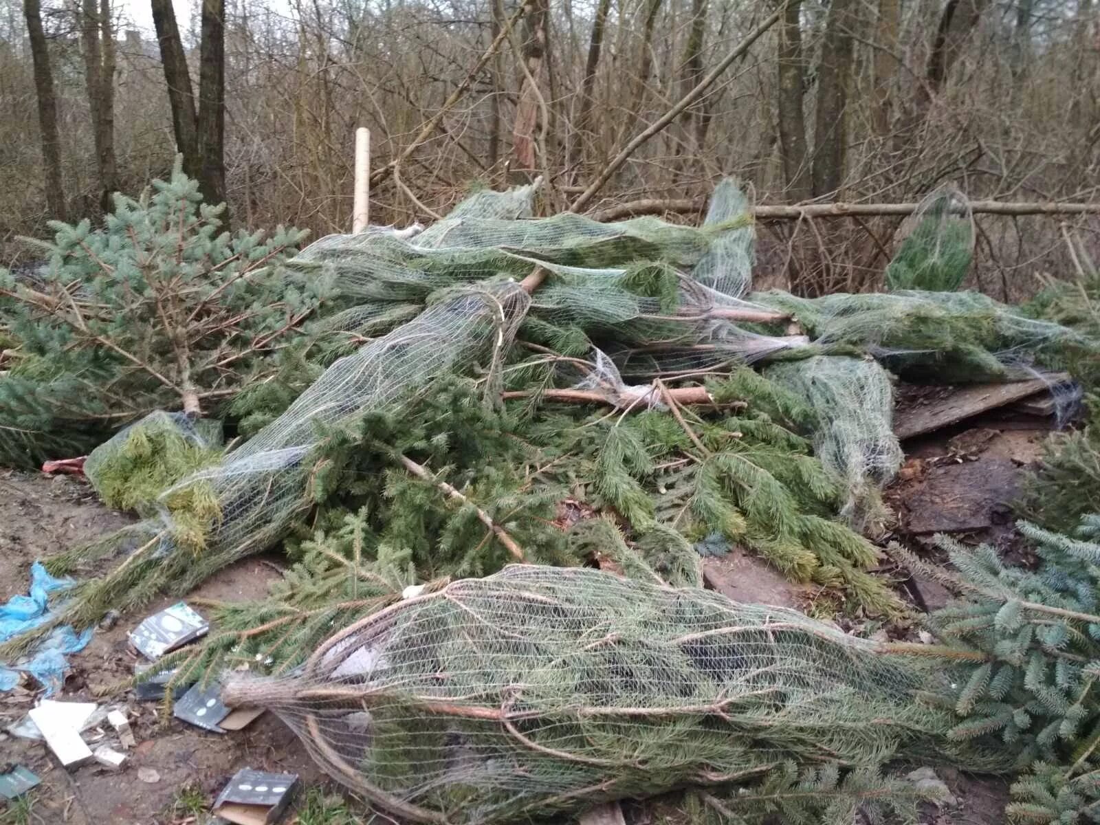 ель на кладбище. ставят ли елку на кладбище. могила зимой. новогодняя елка на кладбище. елка на кладбище.