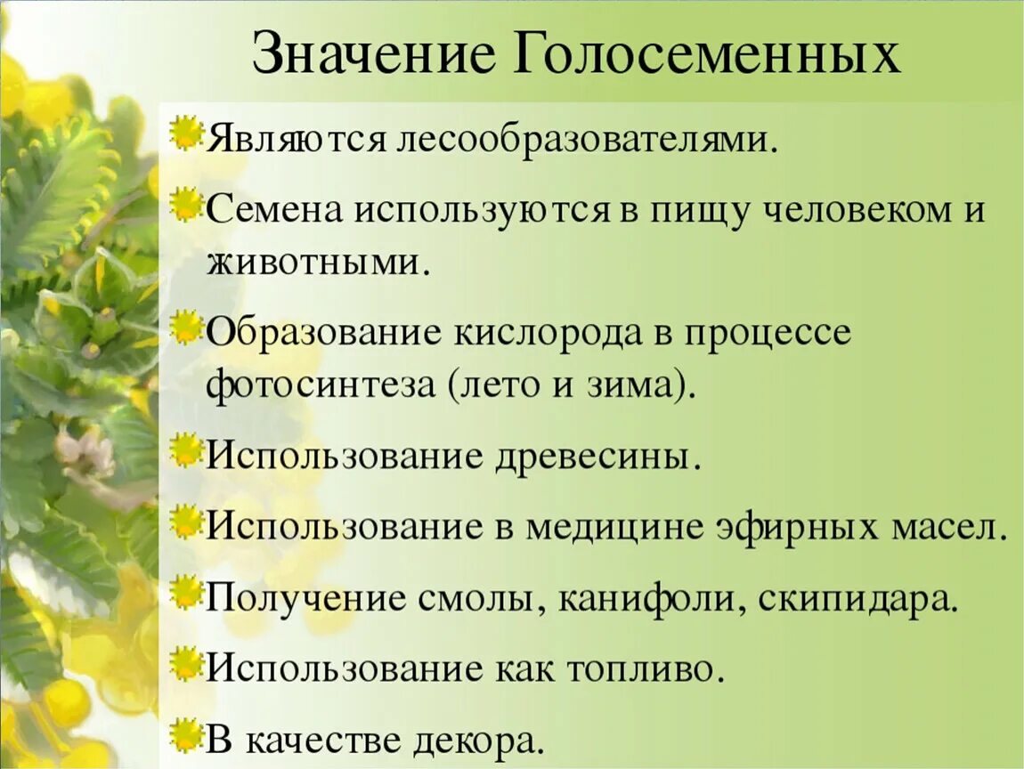 Каково значение голосеменных голосеменных растений. Значение нолосемянных. Значение голосоемянных. Значение голо семейных. Каково значение растений в природе впр биология