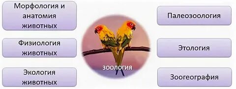 Классификацию животных изучает наука ответ