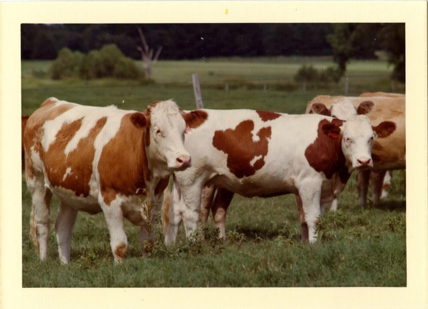 Shorthorn cows. Коровы по цвету. Голштинская порода коров чёрной масти. Валлийская корова. Окрас коровы.