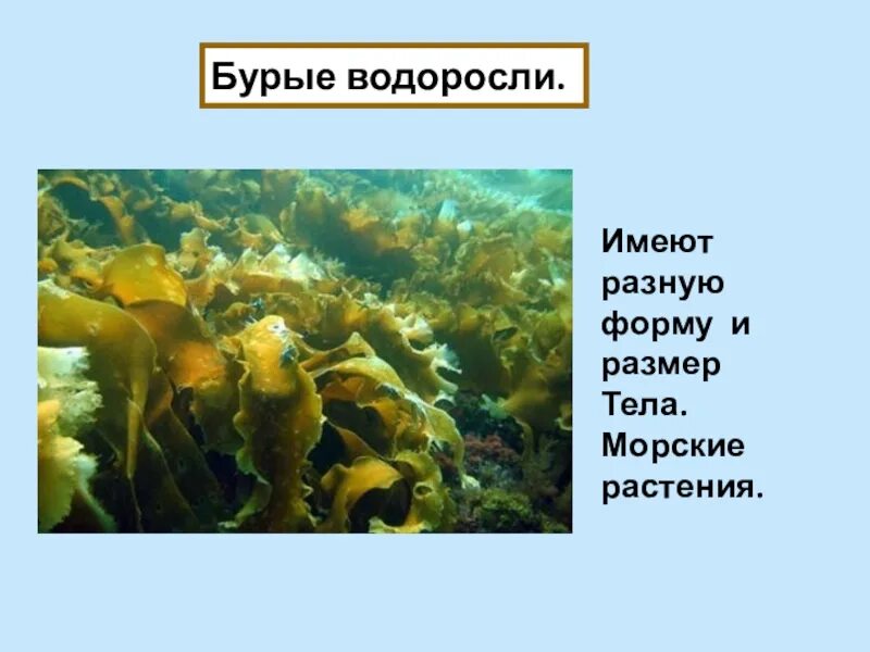 Водоросли не имеют ответ. Бурые водоросли презентация 5 класс биология. Бурые водоросли 5 класс биология. Бурые водоросли презентация. Презентацию по биологии на тему бурые водоросли.