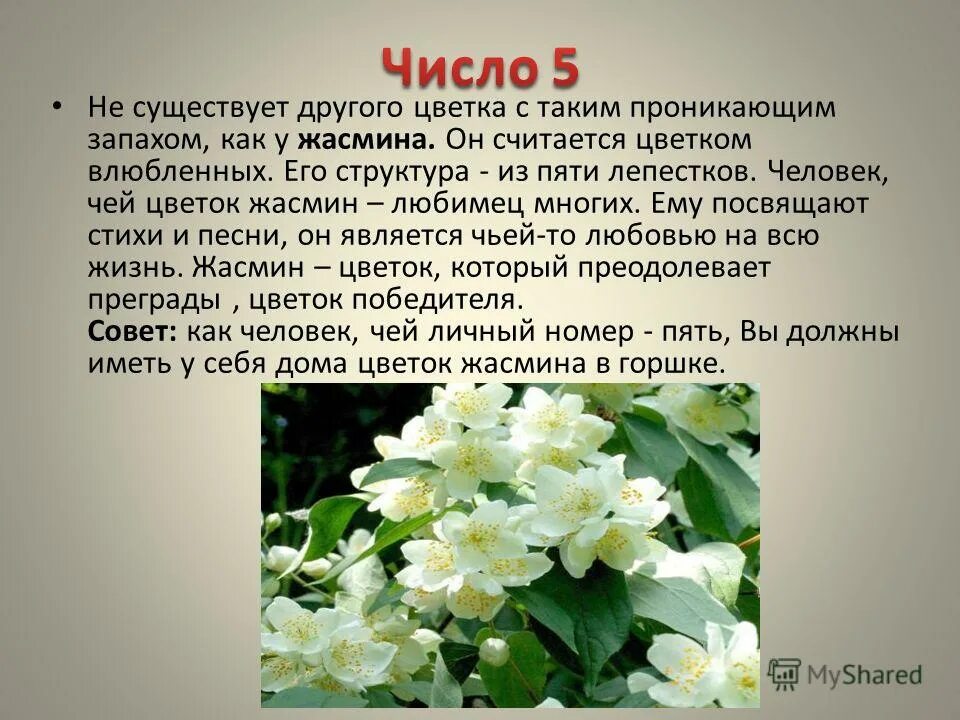 Жасминовый запах какое прилагательное. Жасмин цветы. Жасминовый запах какое прилагательное. Улун жасминовый. Жасминовый запах какое прилагательное.
