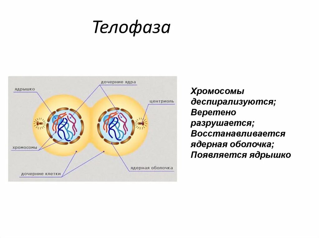 Первая дочерняя клетка. Телофаза 1. Телофаза 2. Телофаза митоза 2. Краткое описание телофаза 1.