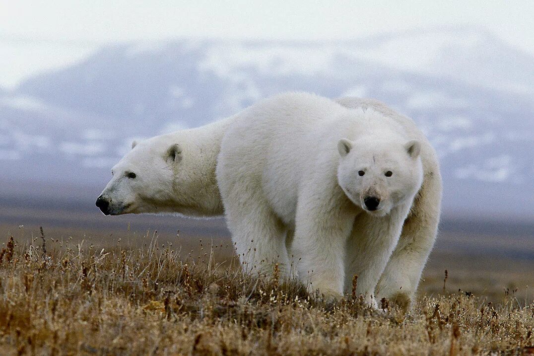 На следующей странице представлены фотографии белого медведя. Белый медведь на Чукотке. Полярные медведи на Чукотке. Тундра Чукотка медведь белый. Сибирский белый медведь.