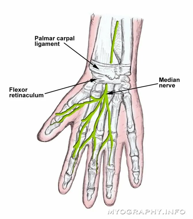 Ладонная ветвь срединного нерва. Срединный нерв анатомия. Двигательная ветвь срединного нерва. Межпальцевой нерв кисти.