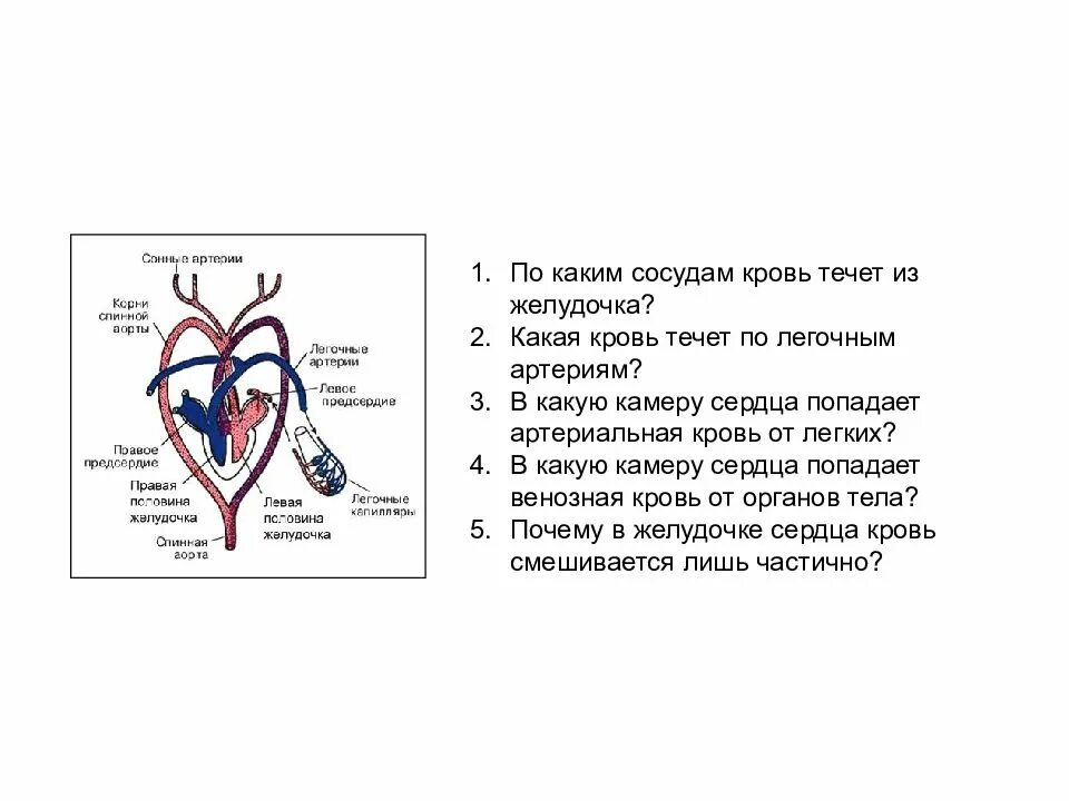 Какая кровь течет от легких у рептилий