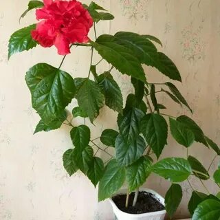 Розы нельзя