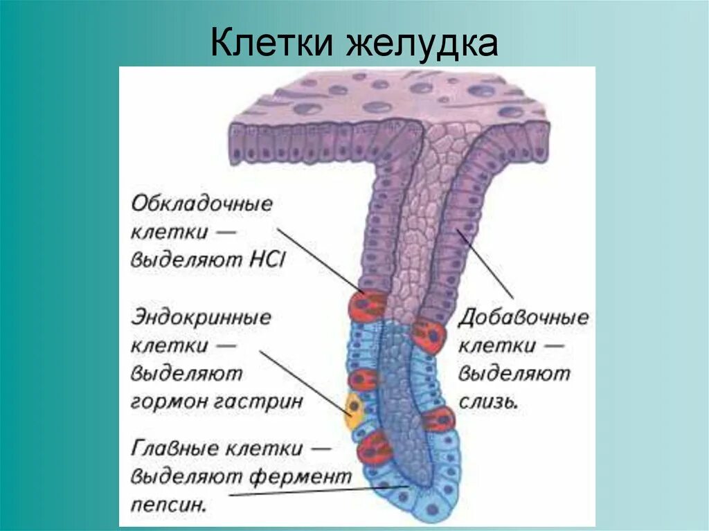 Функциями и клетками слизистой оболочки желудка