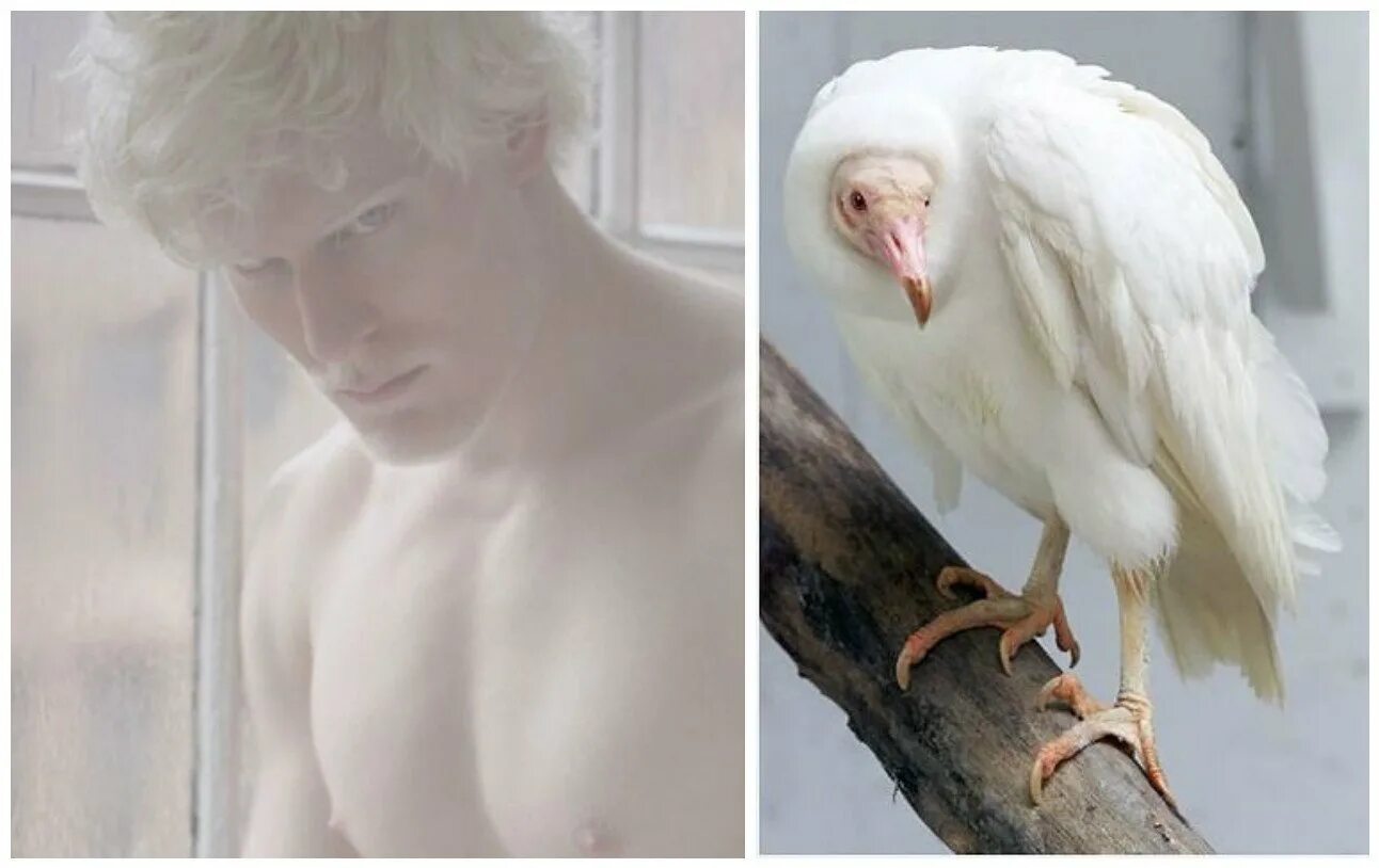 Альбинизм у животных и растений. Альбинизм у животных. Альбинизм у растений. Альбинизм мутация у животных.