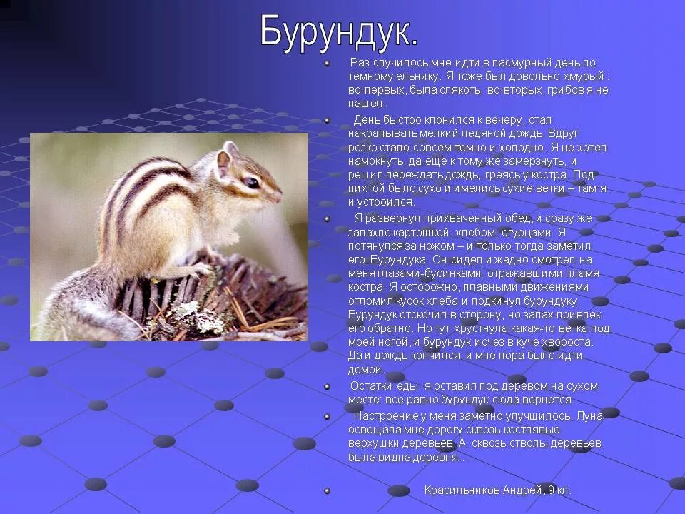 Животные дополнительная информация. Информация о бурундуке. сообщение о бурундуке окружающий мир. проект про бурундука. доклад про бурундука.