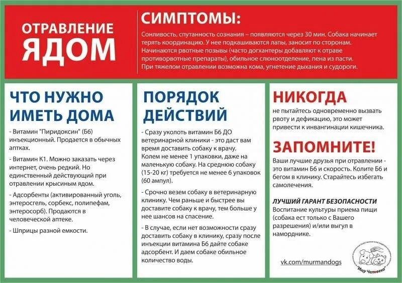 Как понять что собака отравилась