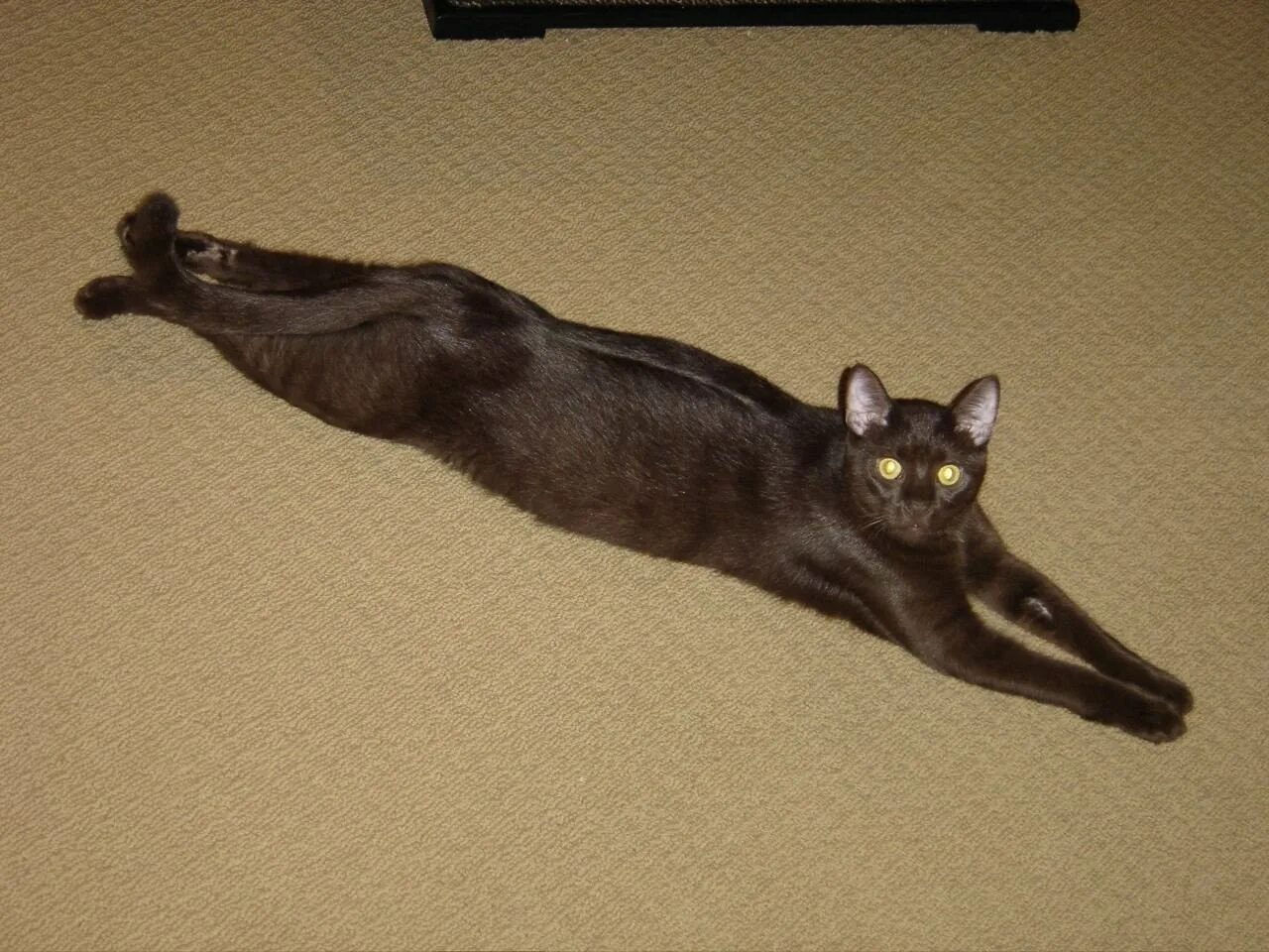 Кот вытянул шею. Длинный кот. длинная кошка. вытянутая кошка. кот с вытянутыми лапами.