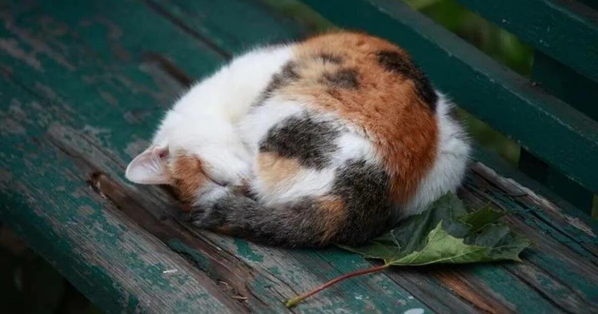 Под дубком свилась клубком. Трёхцветная кошка на улице. кот клубочком. кот лежит клубком.