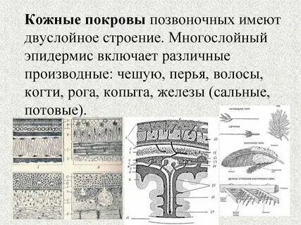 Покровы позвоночных животных представлены одним слоем эпителия