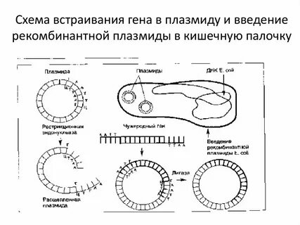 Введение плазмид в бактериальные