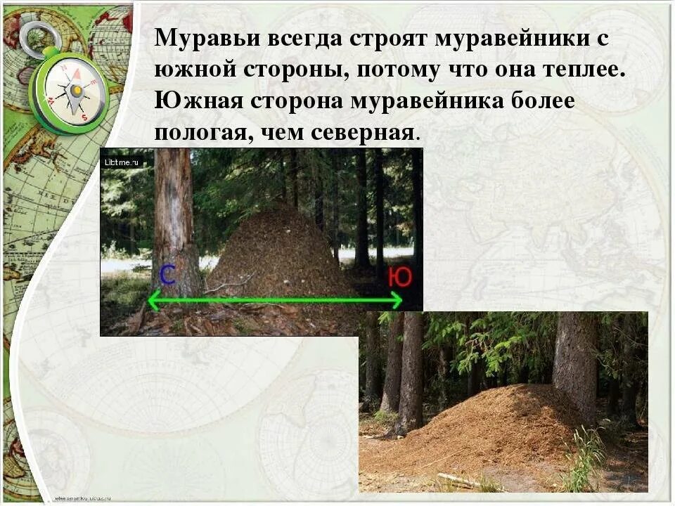 Солдат расположился на ночлег вблизи муравейника. Ориентирование по местности по муравейнику. Ориентация на местности по муравейнику. Муравейник ориентирование на местности. Муравьи всегда строят муравейники с Южной стороны.