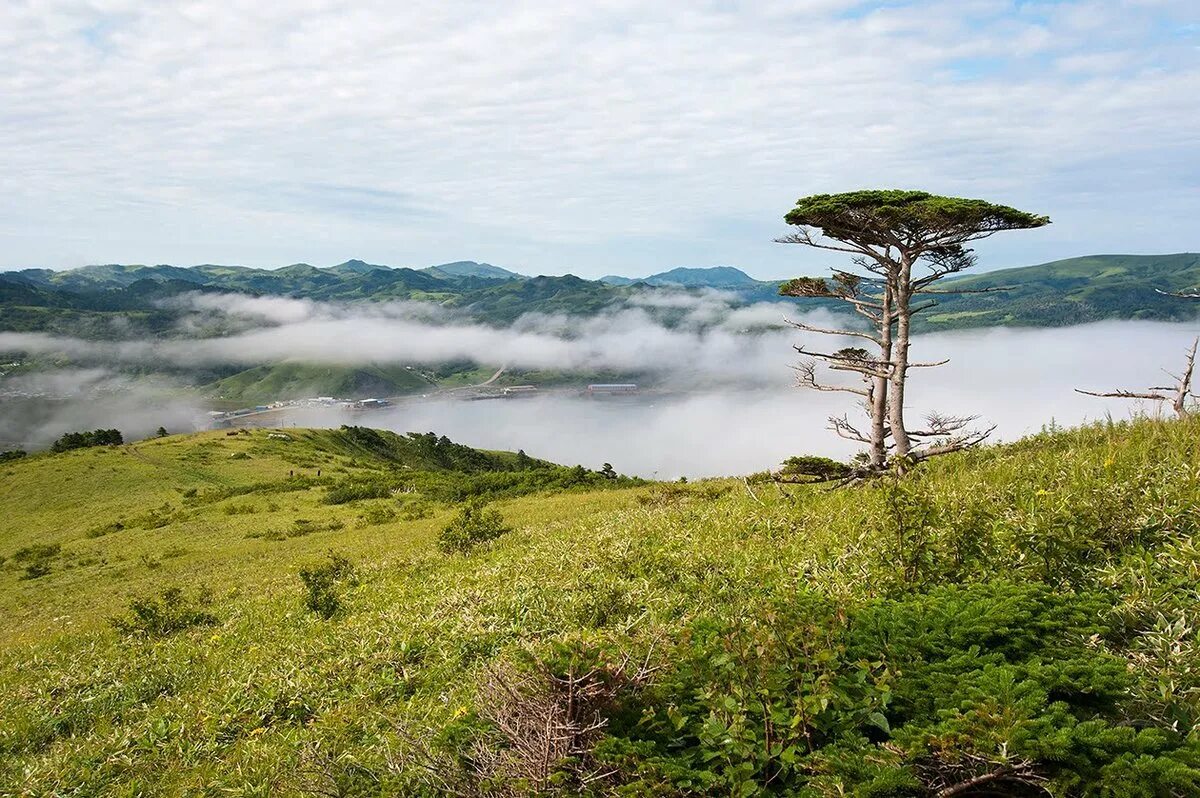 Курильские острова природная зона. Курильские острова Кунашир. Растительность острова Кунашир. Остров Кунашир природа. Остров Итуруп Курильские острова.