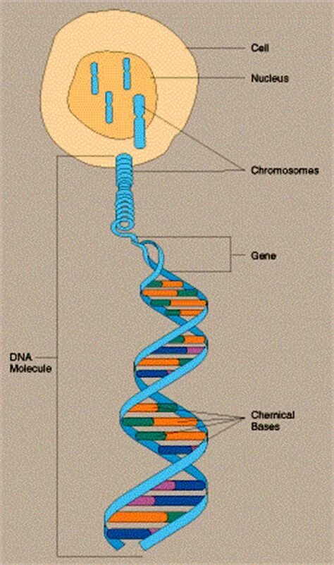 Значение клетки днк. ДНК. Клетка ДНК. Хромосома. ДНК ящерицы.