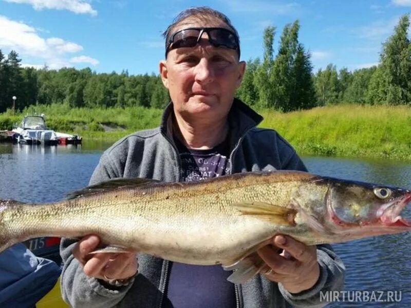 Чеснава рыбинское. База Чеснава на Рыбинском водохранилище. Чеснава Рыбинск. База отдыха Чеснава на Рыбинском водохранилище. Рыбинское водохранилище рыбалка.