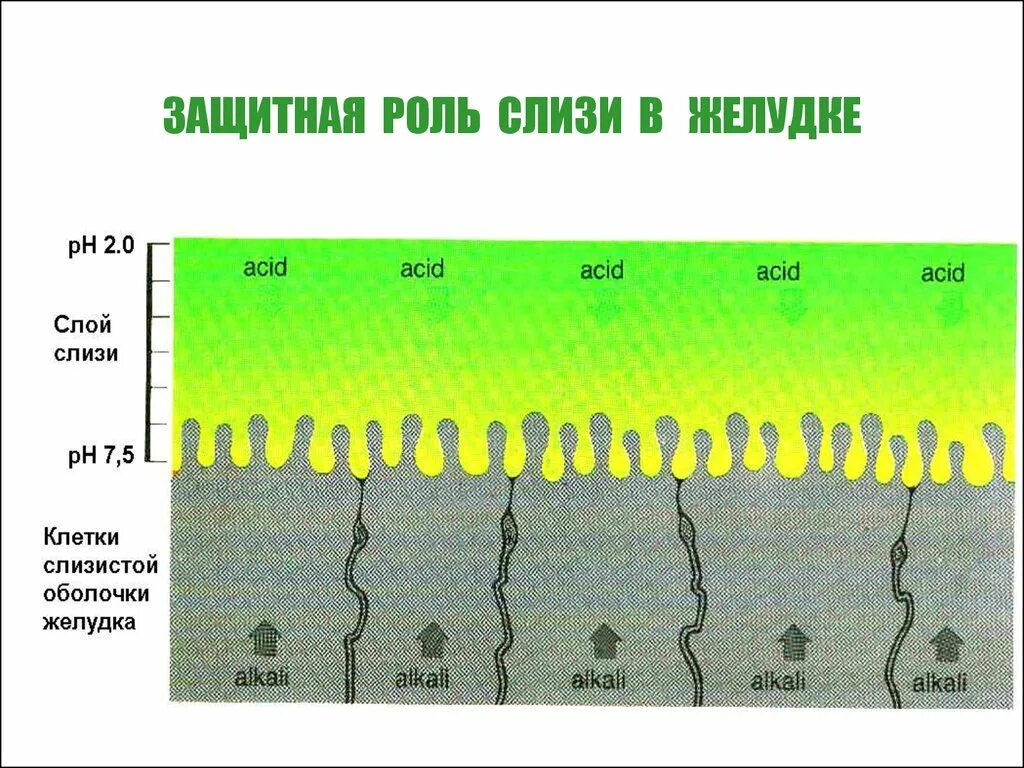 Защитная слизь желудка. Муцины слизистой желудка. Функция слизи в желудке. Желудочная слизь и ее значение. Слизь которой покрыто тело выделяется