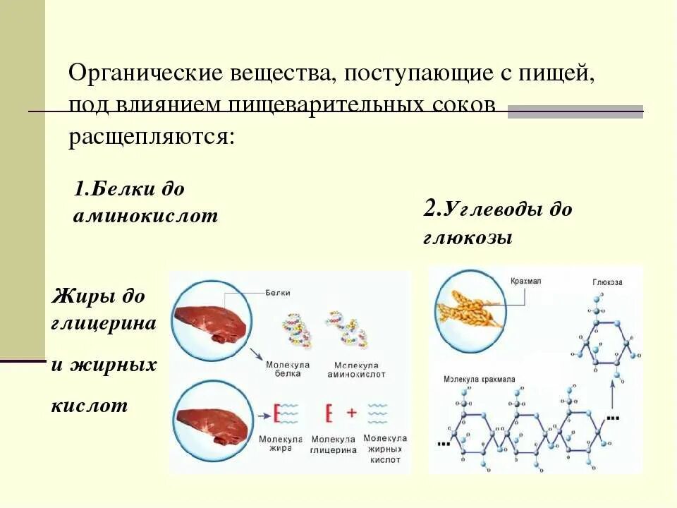 Биологические соединения в организме