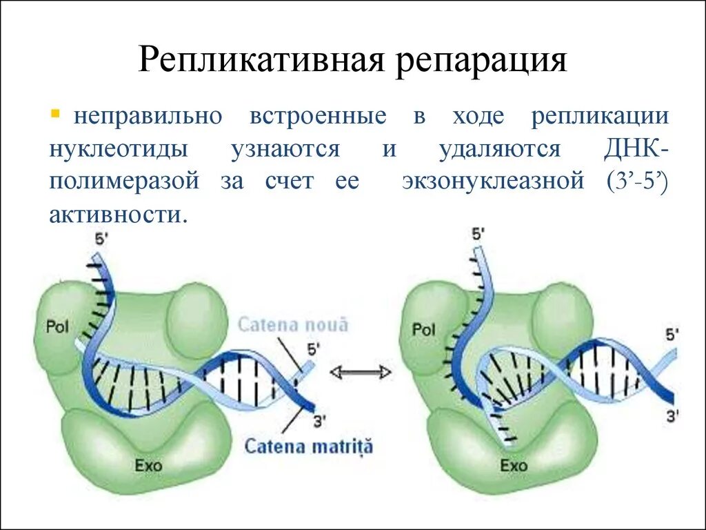 ДНК полимераза в репликации ДНК. Пострепликативная репарация ДНК схема. Репликация ДНК, репарация ДНК,. Пострепликативная репарация механизм.