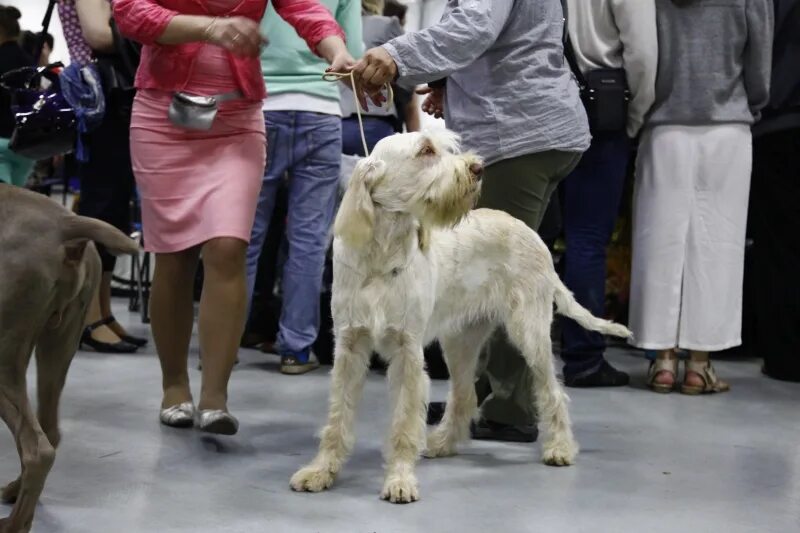 Выставка собак 20. Выставка собак в москве 2021 сокольники. Выставка собак 20. Всепородные выставки собак 2020. Международная выставка собак крокус сити.