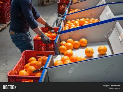 Условия хранения апельсинов