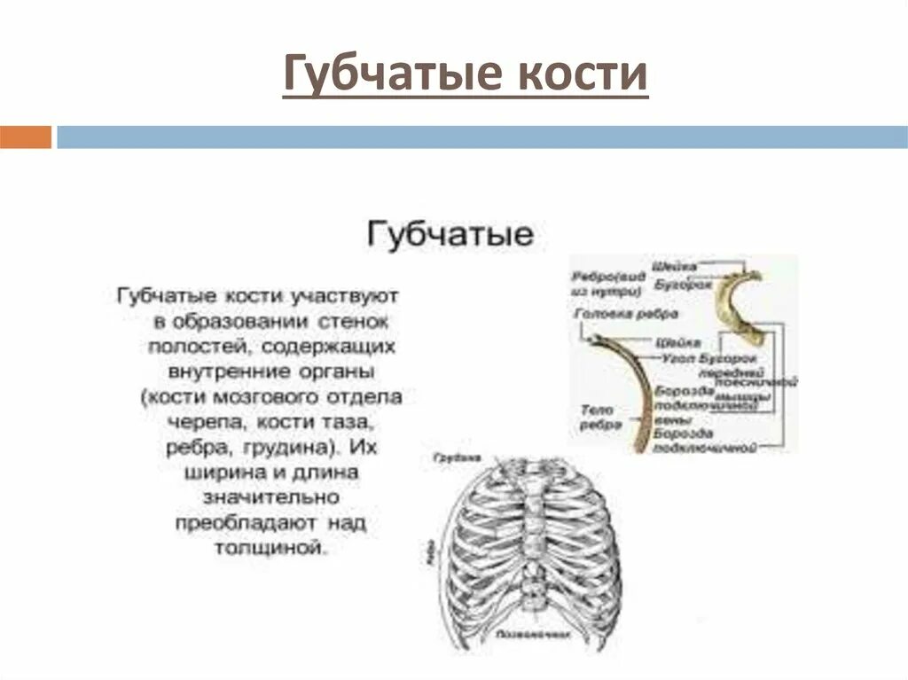 Кости образованные губчатым веществом. Губчатая кость строение. Кости губчатые и трубчатые характеристика. Короткие губчатые кости строение. Губчатый.