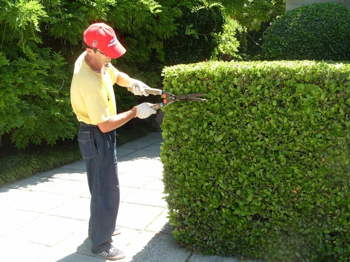 Подстрижка кустов. Подстрижка кустов. Подстрижка кустов. Кизильник блестящий живая изгородь. Топиарная живая изгородь.