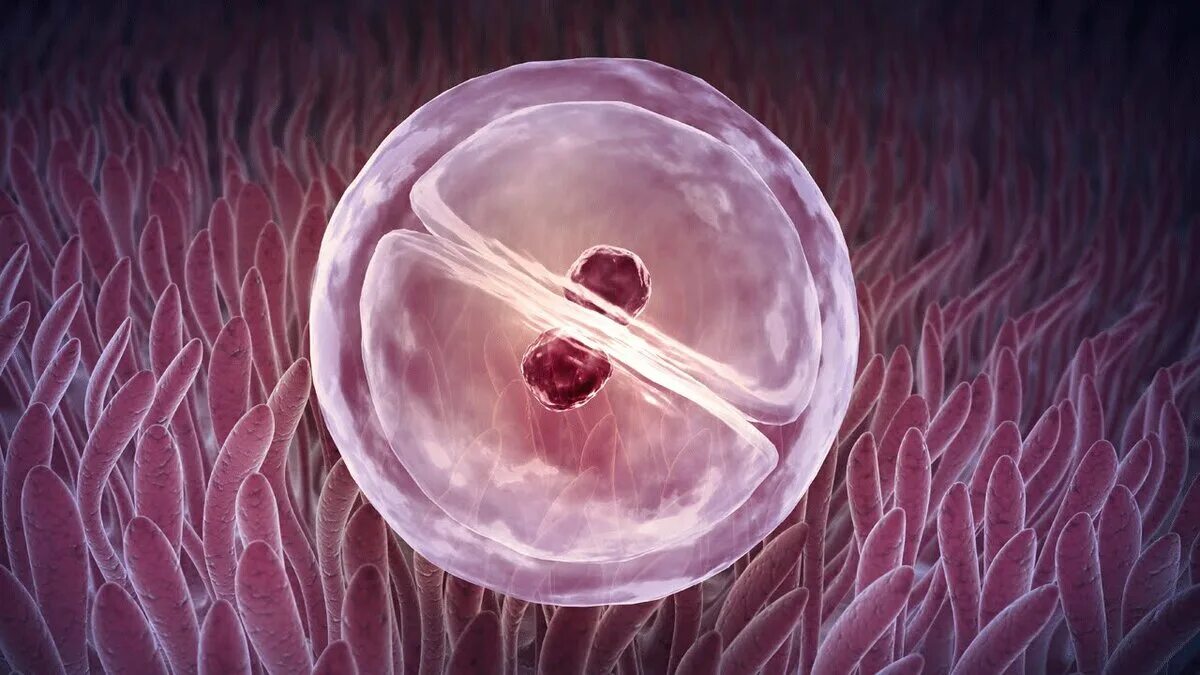 После оплодотворения яйцеклетки и первых делений. Зигота эмбрион. Эмбрион зигота зигота. Эмбриогенез яйцеклетка. Зигота это оплодотворенная яйцеклетка.