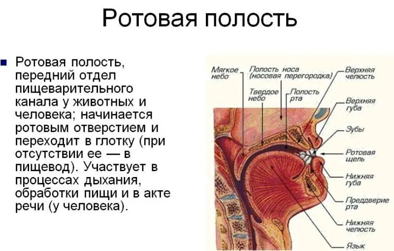 Ротовая полость строение и функции. Ротовая полость строение и функции анатомия. Рот и ротовая полость строение и функции. Анатомическое строение ротовой полости человека.