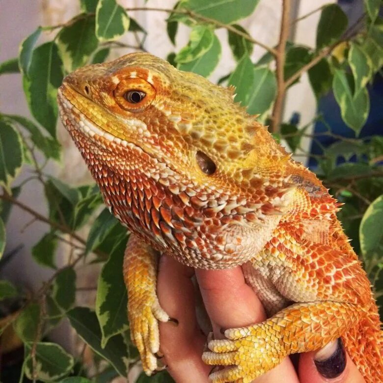 Бородатая агама. Pogona vitticeps бородатая агама. Бородатый в Панаме. Борода бородатой агамы.