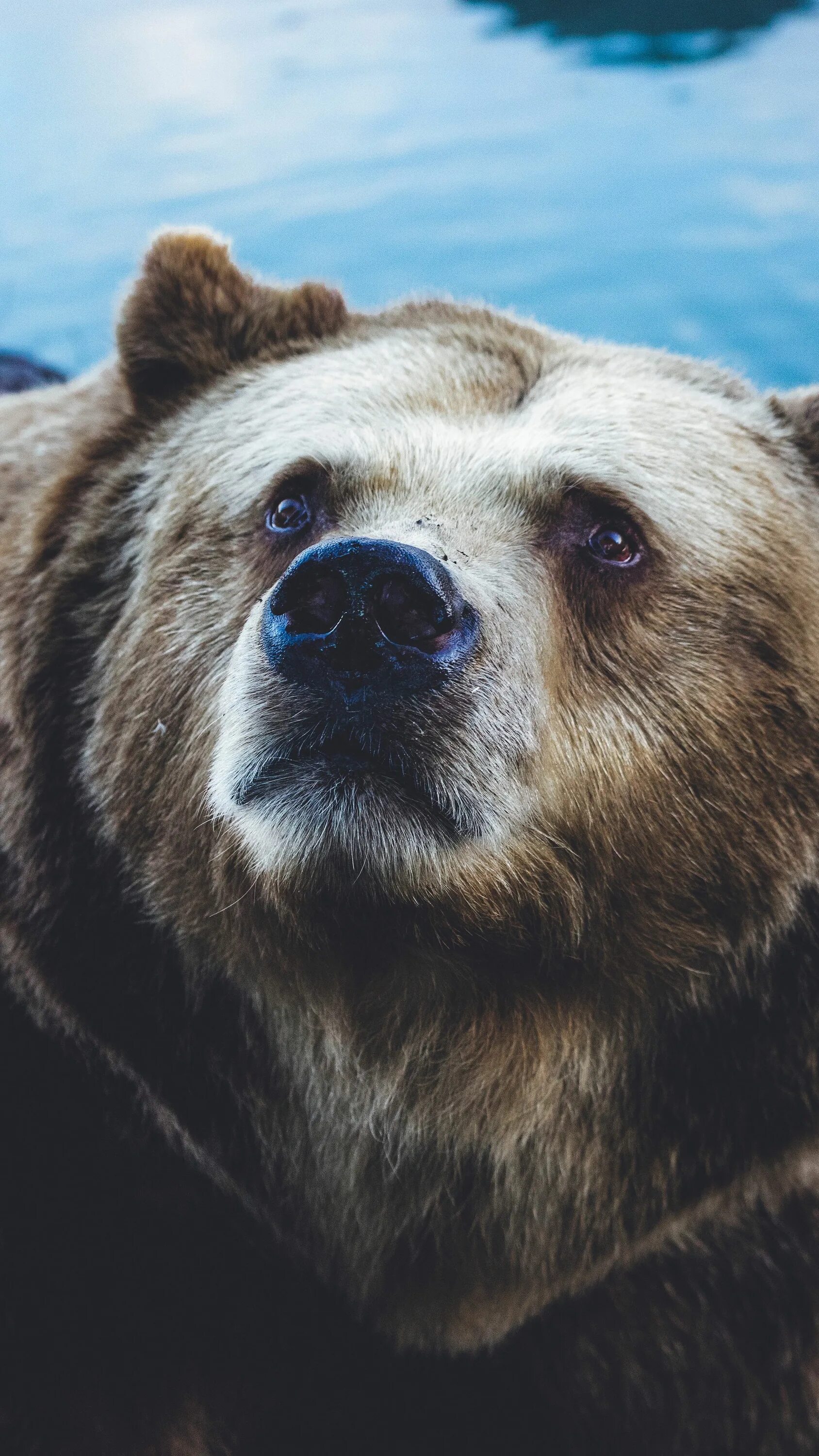 Русский медведь телефон. Гризли и бурый медведь. Медведь Гризли русский. Бурый медведь. Русский бурый медведь.