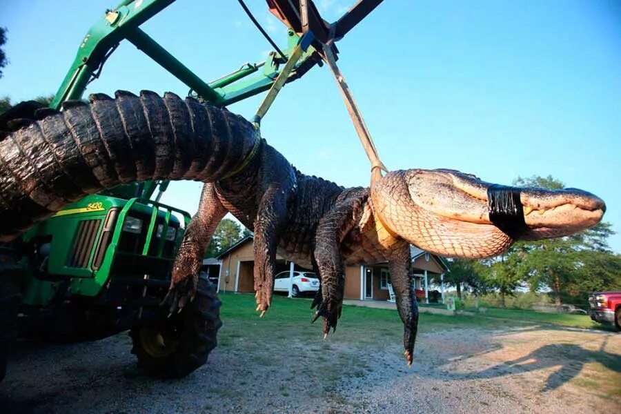 Самый большой аллигатор. Giant Alligator. Самый крупный Аллигатор в мире. Самый большой крокодил Аллигатор.