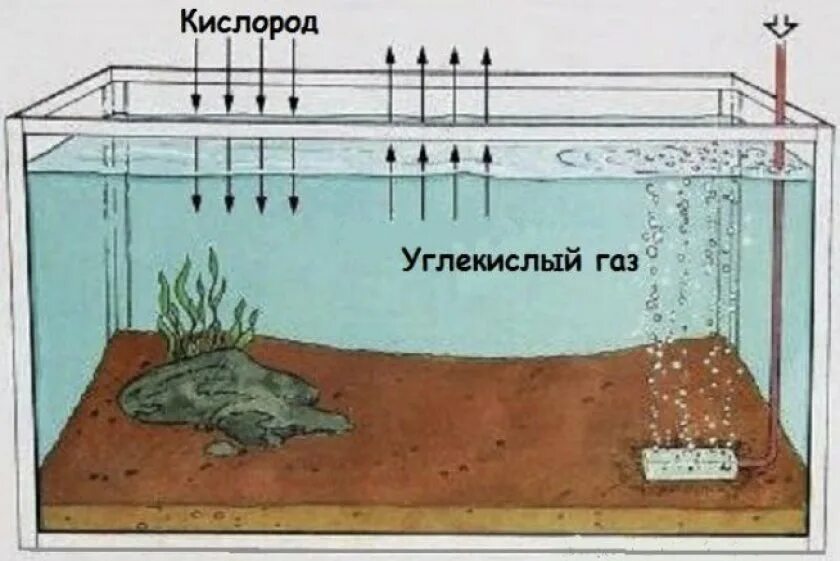 Сколько воздуха в аквариуме. Подача воздуха в аквариум. Аэрация воды в аквариуме. Циркуляция воды в аквариуме. Насыщение воды кислородом в аквариуме.