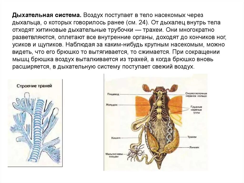 В чем особенность трахейного дыхания. Майский Жук строение органы дыхания. Внешнее строение майского жука 7 класс биология. Выделительная система майского жука. Майский Жук строение биология.