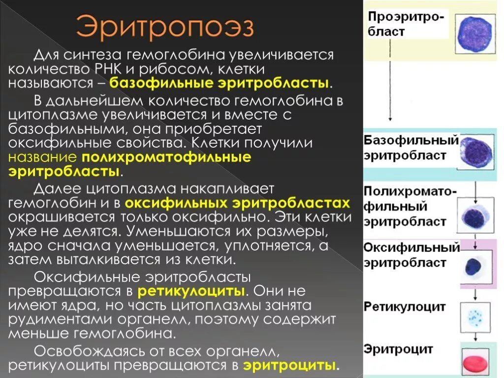 Эритропоэз Синтез гемоглобина. Клетки эритропоэза. Эритропоэз морфология. Этапы эритропоэза.